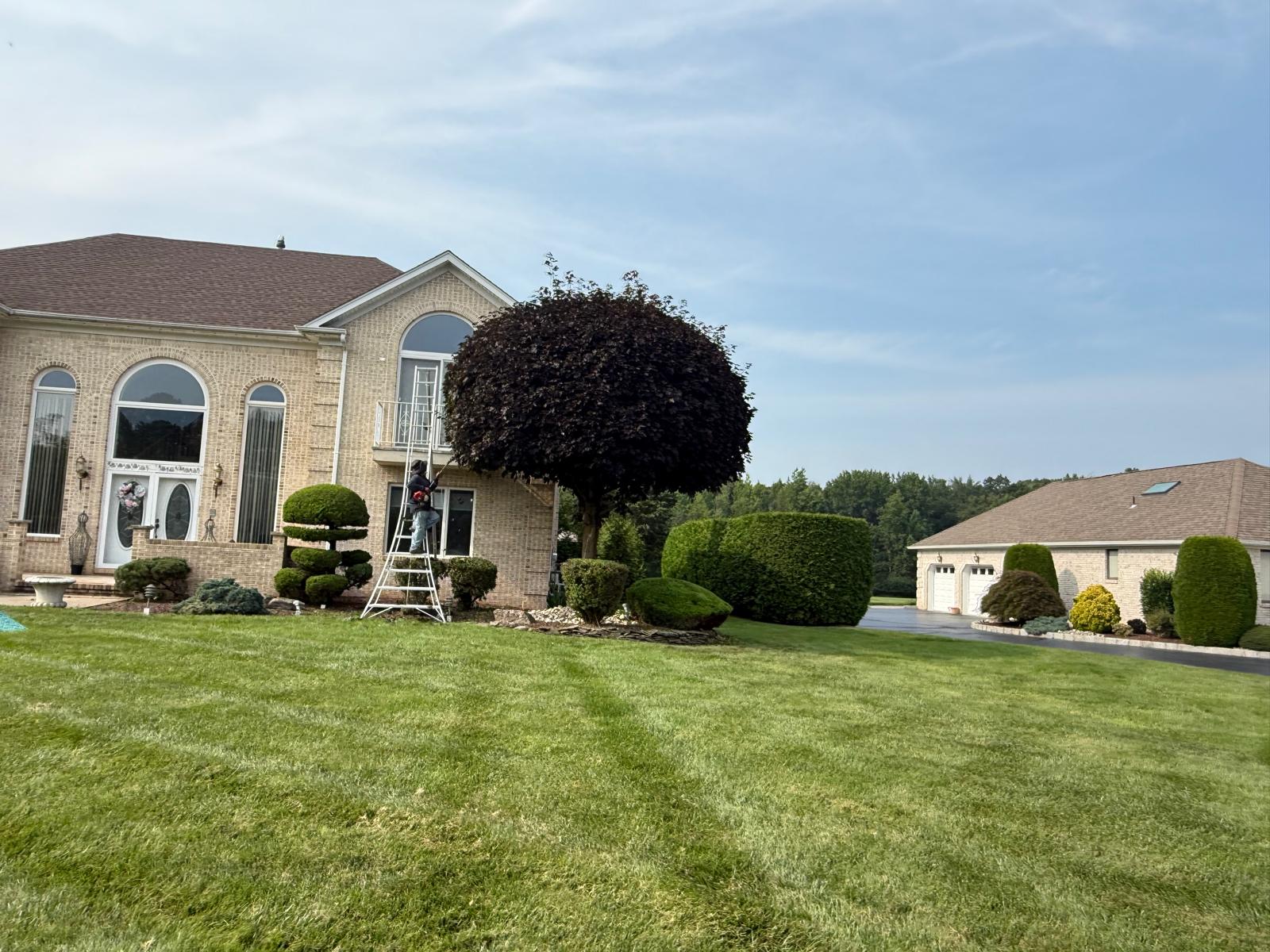 Crew member trimming a hedge from a ladder